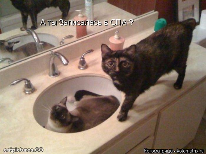 А ты Записалась в СПА ?... Котоматрица: А ты Записалась в СПА ?