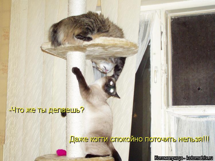 -Что же ты делаешь? Даже когти спокойно поточить нельзя!!!... Котоматрица: -Что же ты делаешь? Даже когти спокойно поточить нельзя!!!