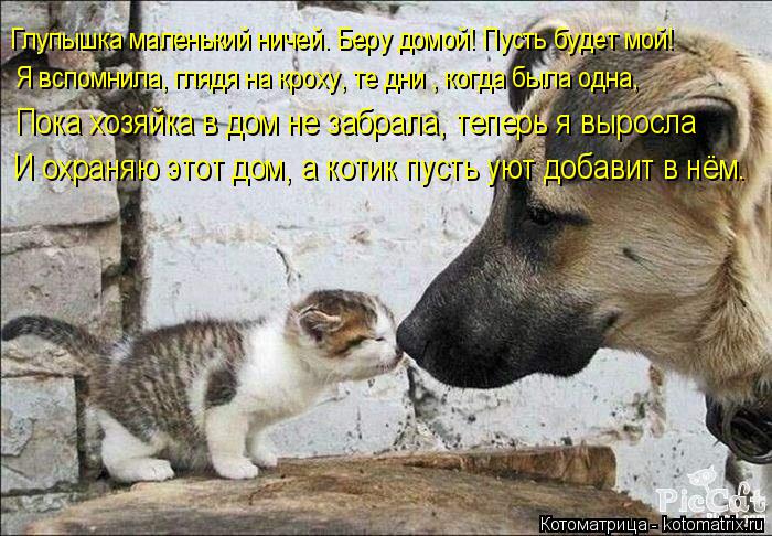 Глупышка маленький ничей. Беру домой! Пусть будет мой! Я вспомнила, глядя на кроху, те дни , когда бы... Котоматрица: Глупышка маленький ничей. Беру домой! Пусть будет мой! Я вспомнила, глядя на кроху, те дни , когда была одна, Пока хозяйка в дом не забрала, теп