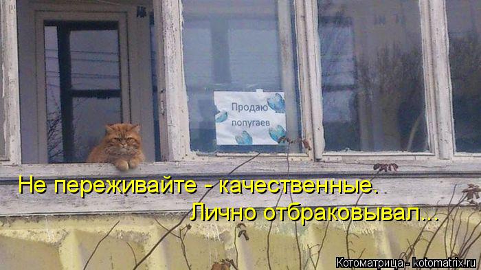 Не переживайте - качественные. Лично отбраковывал...... Котоматрица: Не переживайте - качественные. Лично отбраковывал...