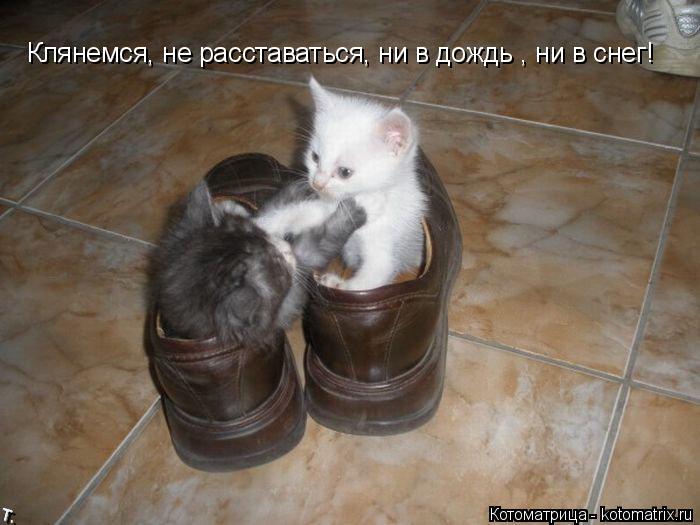 Клянемся, не расставаться, ни в дождь , ни в снег!... Котоматрица: Клянемся, не расставаться, ни в дождь , ни в снег!