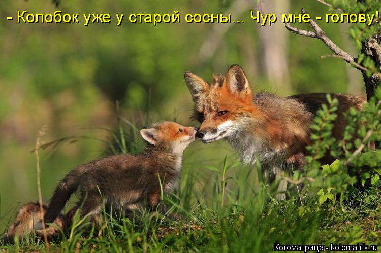 - Колобок уже у старой сосны... Чур мне - голову!... Котоматрица: - Колобок уже у старой сосны... Чур мне - голову!