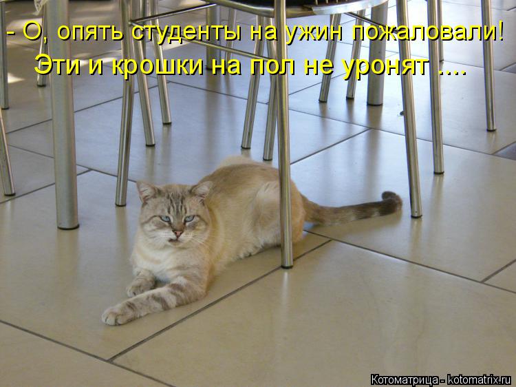 - О, опять студенты на ужин пожаловали! Эти и крошки на пол не уронят ....... Котоматрица: - О, опять студенты на ужин пожаловали! Эти и крошки на пол не уронят ....