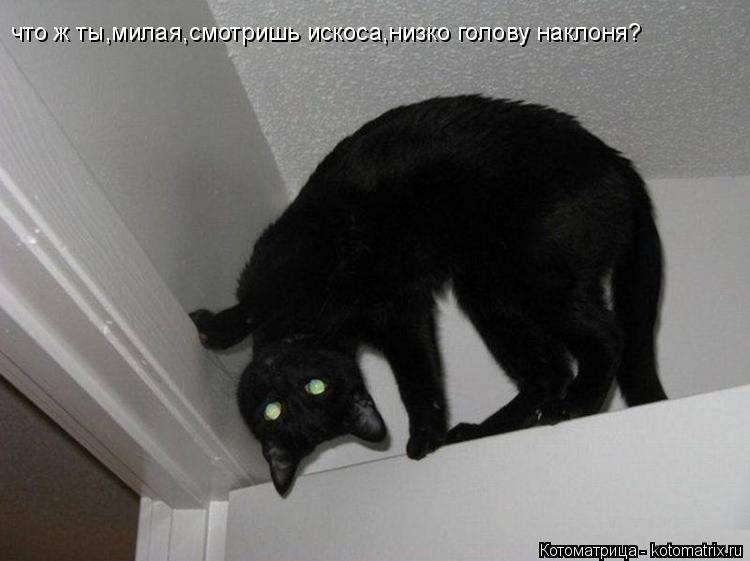 что ж ты,милая,смотришь искоса,низко голову наклоня?... Котоматрица: что ж ты,милая,смотришь искоса,низко голову наклоня?