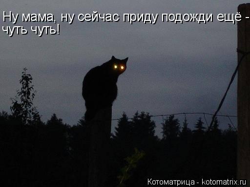 Котоматрица: Ну мама, ну сейчас приду подожди ещё - чуть чуть! чуть чуть!