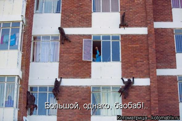Котоматрица: Большой, однако, баобаб!..