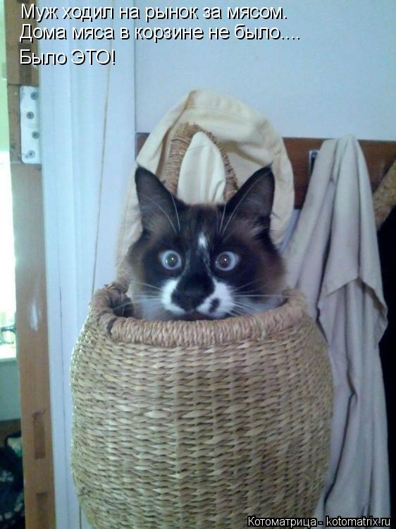 Котоматрица: Муж ходил на рынок за мясом. Дома мяса в корзине не было.... Было ЭТО!