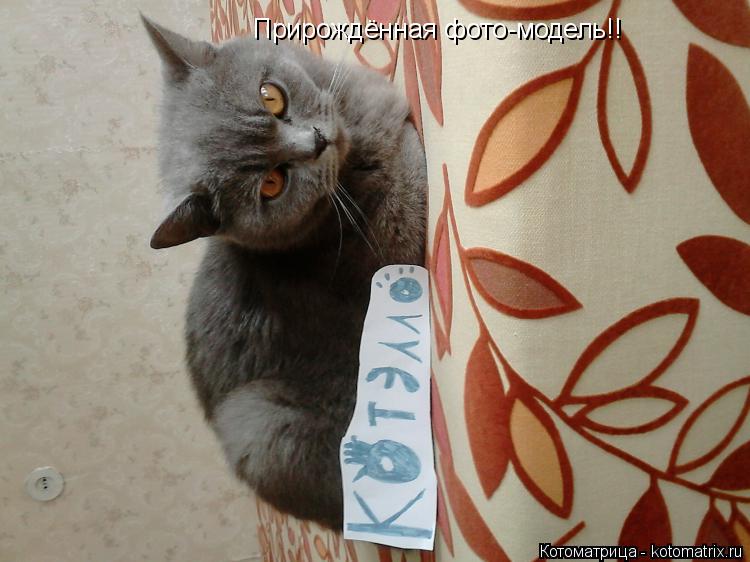 Котоматрица: Прирождённая фото-модель!!