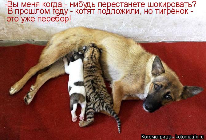 Котоматрица: -Вы меня когда - нибудь перестанете шокировать? В прошлом году - котят подложили, но тигрёнок - это уже перебор!