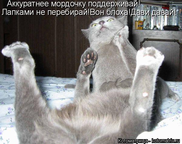 Котоматрица: Аккуратнее мордочку поддерживай! Лапками не перебирай!Вон блоха!Дави давай!