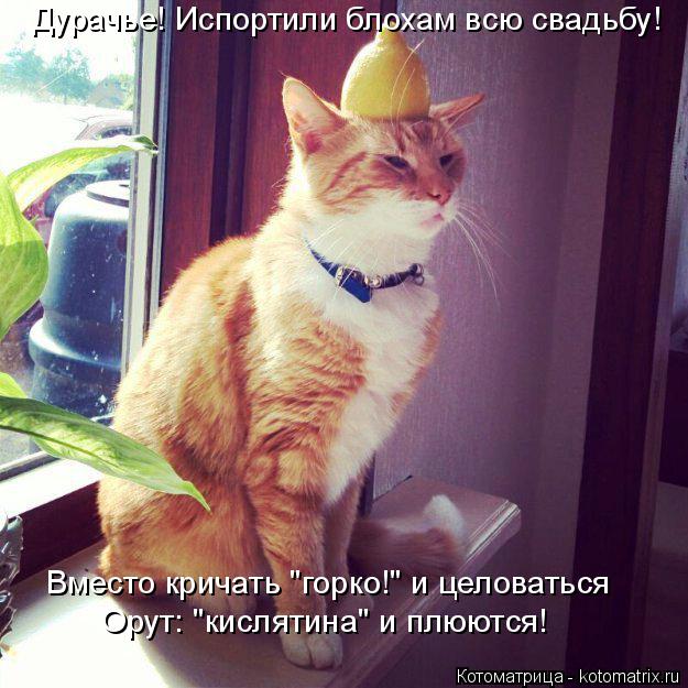 Дурачье! Испортили блохам всю свадьбу! Вместо кричать "горко!" и целоваться Орут: "кислятина" и плюют... Котоматрица: Дурачье! Испортили блохам всю свадьбу! Вместо кричать "горко!" и целоваться Орут: "кислятина" и плюются!