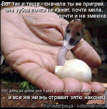Вот так и теща - сначала ты ее пригрей, она зубов почти не кажет, почти мила, почти и не змеюка. Но... Котоматрица: Вот так и теща - сначала ты ее пригрей, она зубов почти не кажет, почти мила, почти и не змеюка. Но! день за днем она будет расти и набираться я