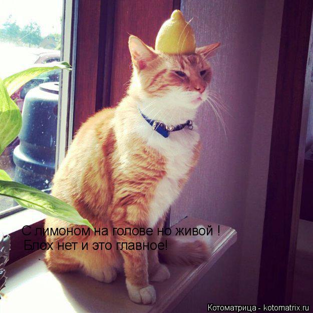 Котоматрица: С лимоном на голове но живой !  Блох нет и это главное!