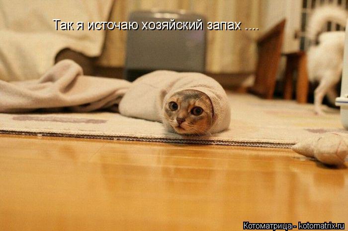 Котоматрица: Так я источаю хозяйский запах ....