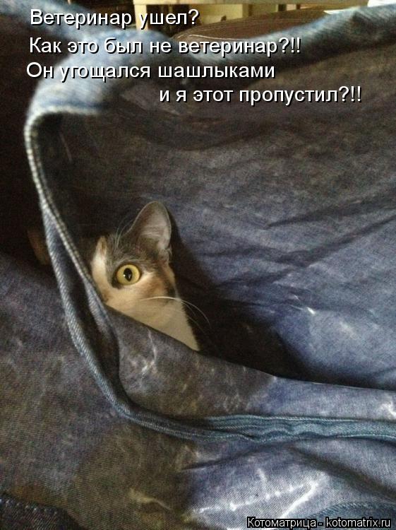Котоматрица: Ветеринар ушел? Как это был не ветеринар?!! Он угощался шашлыками  и я этот пропустил?!!