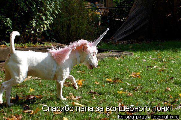Котоматрица: Спасибо папа за волшебного пони!