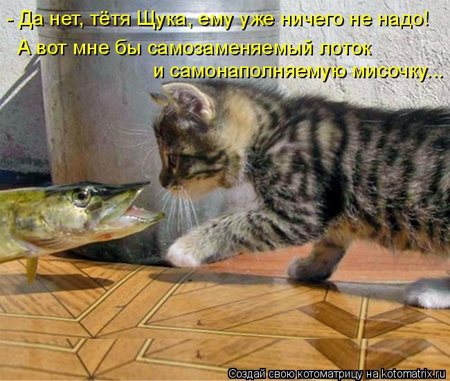 - Да нет, тётя Щука, ему уже ничего не надо! А вот мне бы самозаменяемый лоток и самонаполняемую мисо... Котоматрица: - Да нет, тётя Щука, ему уже ничего не надо! А вот мне бы самозаменяемый лоток и самонаполняемую мисочку...