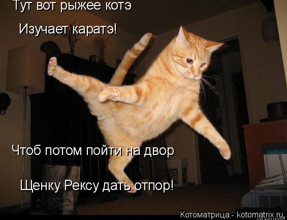 Котоматрица: Тут вот рыжее котэ Изучает каратэ! Чтоб потом пойти на двор Щенку Рексу дать отпор!