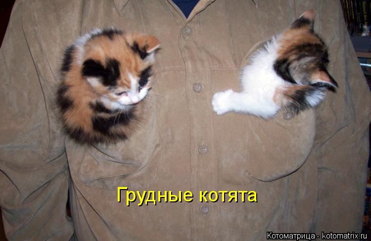 Грудные котята... Котоматрица: Грудные котята