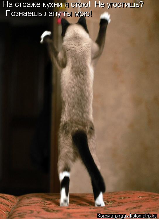 Котоматрица: На страже кухни я стою! Не угостишь? Познаешь лапу ты мою!