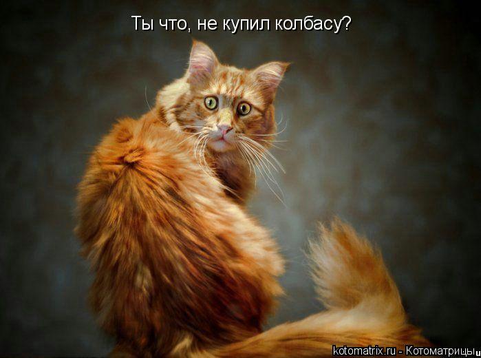 Котоматрица: Ты что, не купил колбасу? Ты что, не купил колбасу?