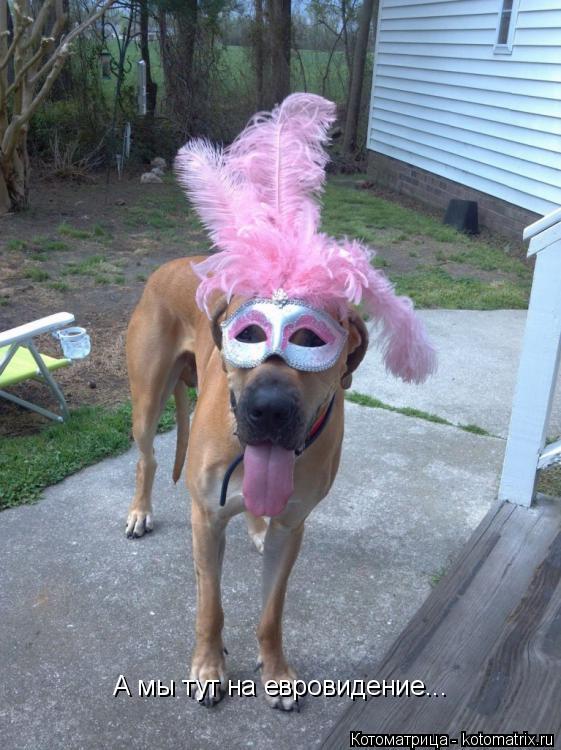 Котоматрица: А мы тут на евровидение...