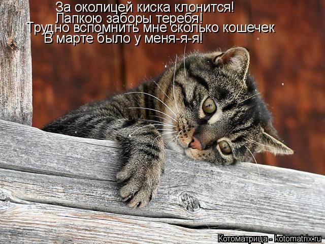 Котоматрица: За околицей киска клонится! Лапкою заборы теребя! Трудно вспомнить мне сколько кошечек В марте было у меня-я-я!