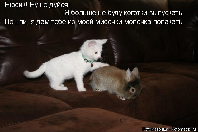 Котоматрица: Нюсик! Ну не дуйся!  Я больше не буду коготки выпускать. Пошли, я дам тебе из моей мисочки молочка полакать.