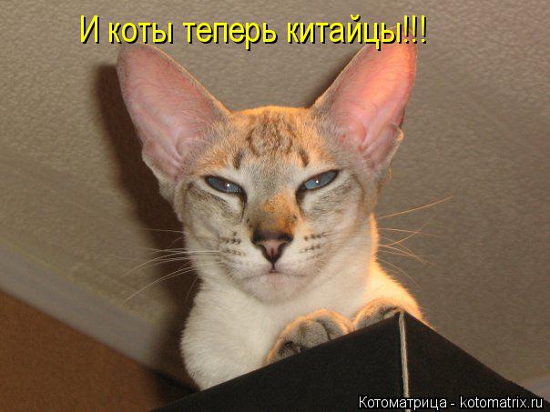 Котоматрица: И коты теперь китайцы!!!