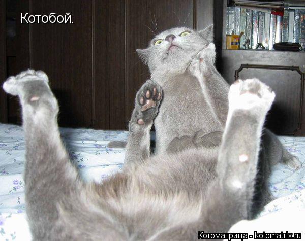 Котобой.... Котоматрица: Котобой.