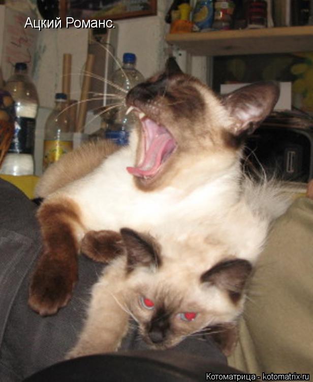 Котоматрица: Ацкий Романс.