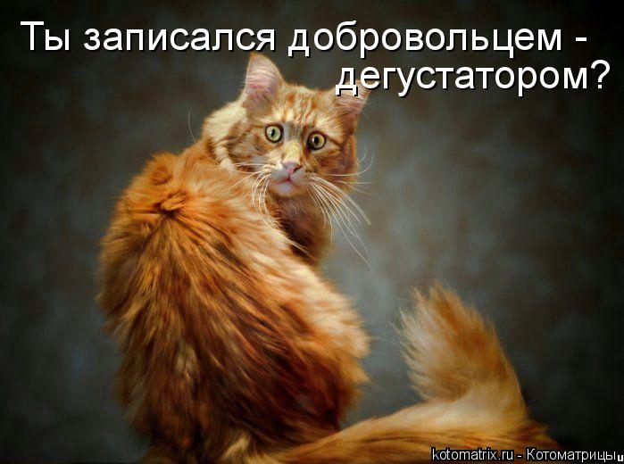 Котоматрица: Ты записался добровольцем -  дегустатором?