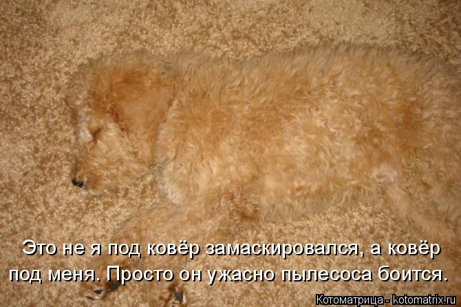 Котоматрица: Это не я под ковёр замаскировался, а ковёр под меня. Просто он ужасно пылесоса боится.