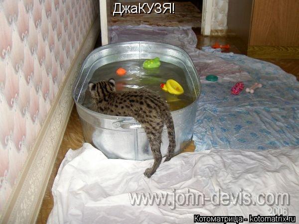 Котоматрица: ДжаКУЗЯ!