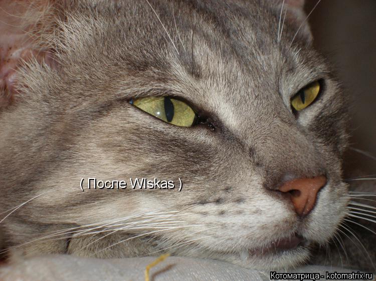 Котоматрица: ( После WIskas )