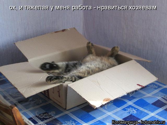 Котоматрица: ох, и тяжелая у меня работа - нравиться хозяевам