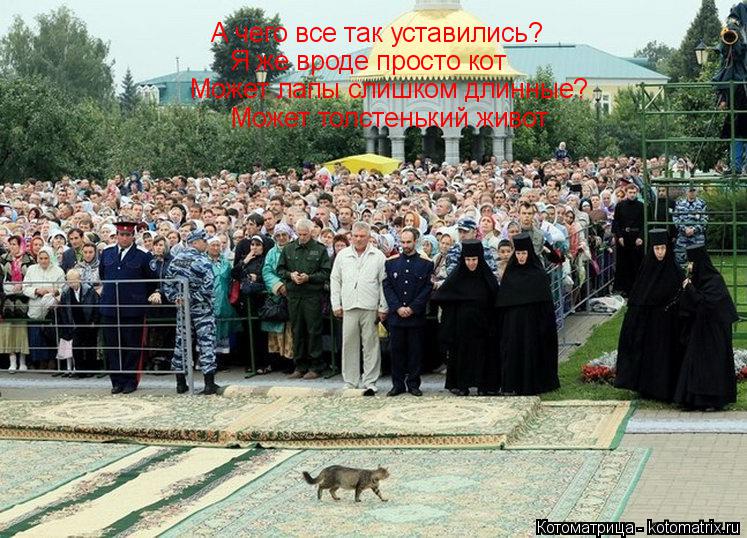 Котоматрица: А чего все так уставились? Я же вроде просто кот Может лапы слишком длинные? Может толстенький живот