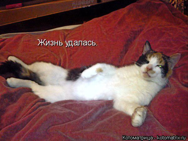 Котоматрица: Жизнь удалась.