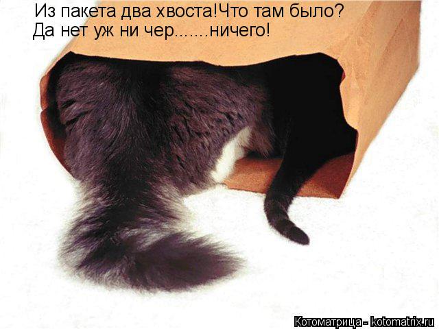 Котоматрица: Из пакета два хвоста!Что там было? Да нет уж ни чер.......ничего!