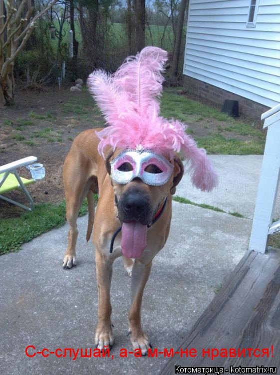 Котоматрица: C-c-cлушай C-c-cлушай C-c-cлушай, а-а м-м-не нравится!