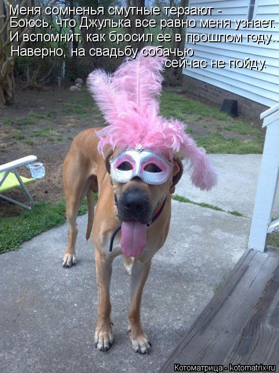 Котоматрица: Меня сомненья смутные терзают - Боюсь, что Джулька все равно меня узнает. И вспомнит, как бросил ее в прошлом году… Наверно, на свадьбу собач