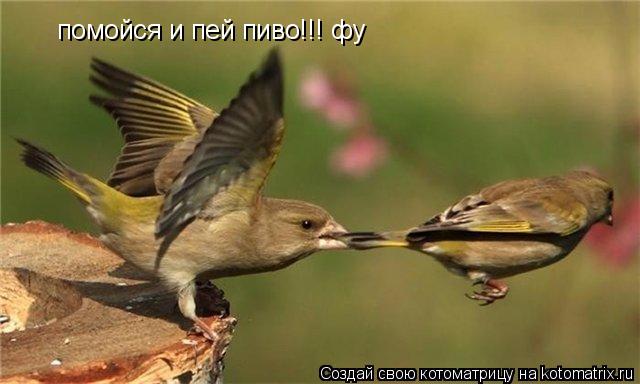 Котоматрица: помойся и пей пиво!!! фу