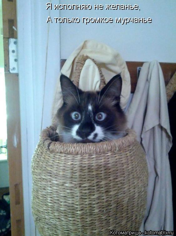 Котоматрица: Я исполняю не желанье, А только громкое мурчанье