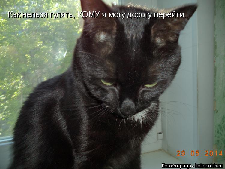 Котоматрица: Как нельзя гулять, КОМУ я могу дорогу перейти...
