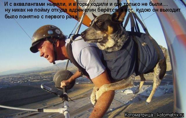 Котоматрица: ну никак не пойму откуда адреналин берётся, а вот  кудою он выходит было понятно с первого раза... И с аквалангами ныряли, и в горы ходили и гд