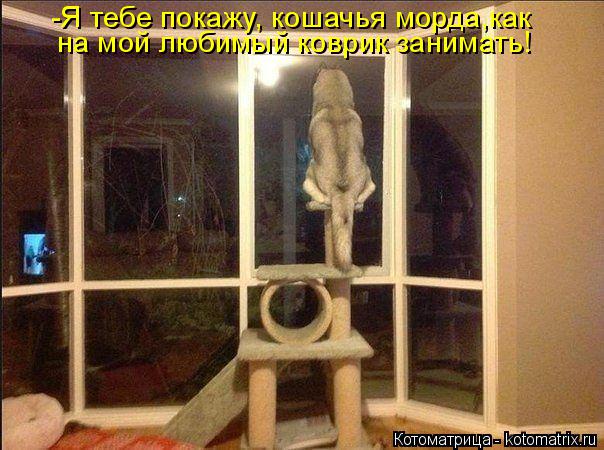 Котоматрица: -Я тебе покажу, кошачья морда,как на мой любимый коврик занимать!