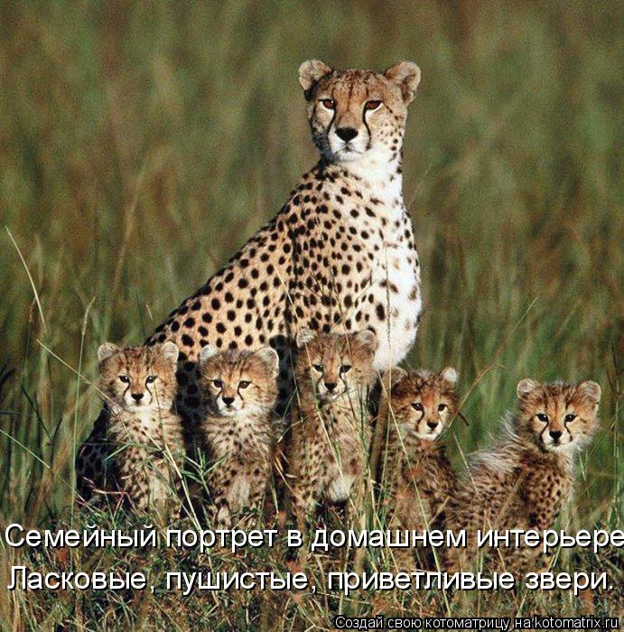 Котоматрица: Ласковые, пушистые, приветливые звери. Семейный портрет в домашнем интерьере.