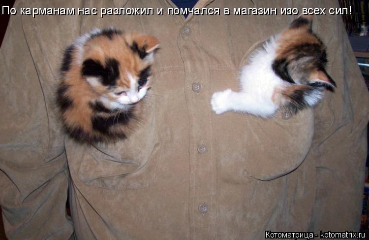 Котоматрица: По карманам нас разложил и помчался в магазин изо всех сил!
