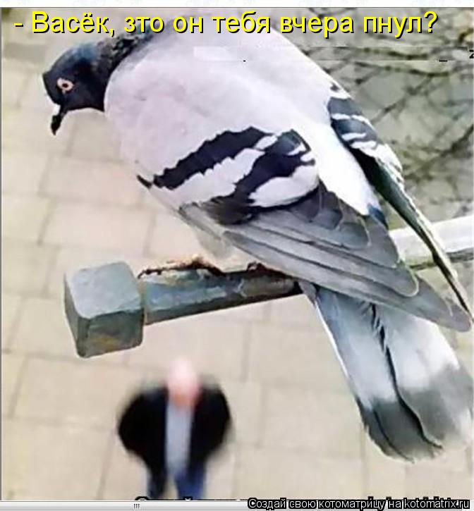 - Васёк, зто он тебя вчера пнул?... Котоматрица: - Васёк, зто он тебя вчера пнул?