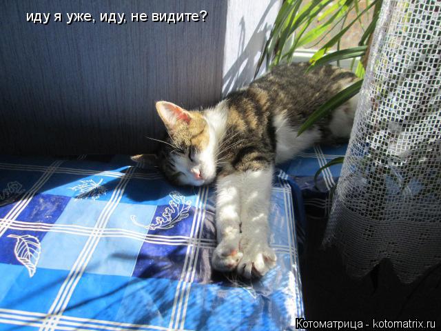 Котоматрица: иду я уже, иду, не видите? иду я уже, иду, не видите?